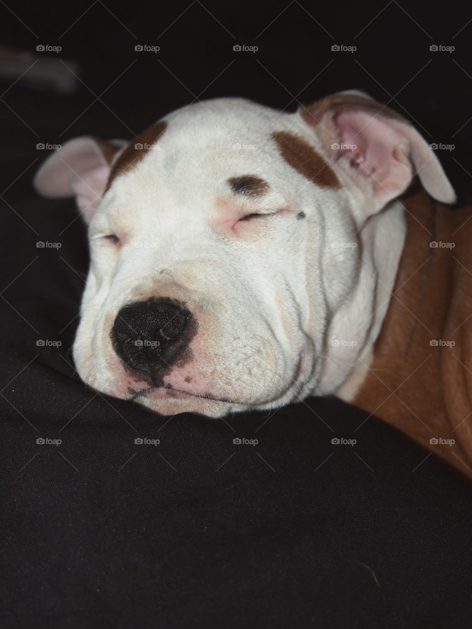 American stanford puppy