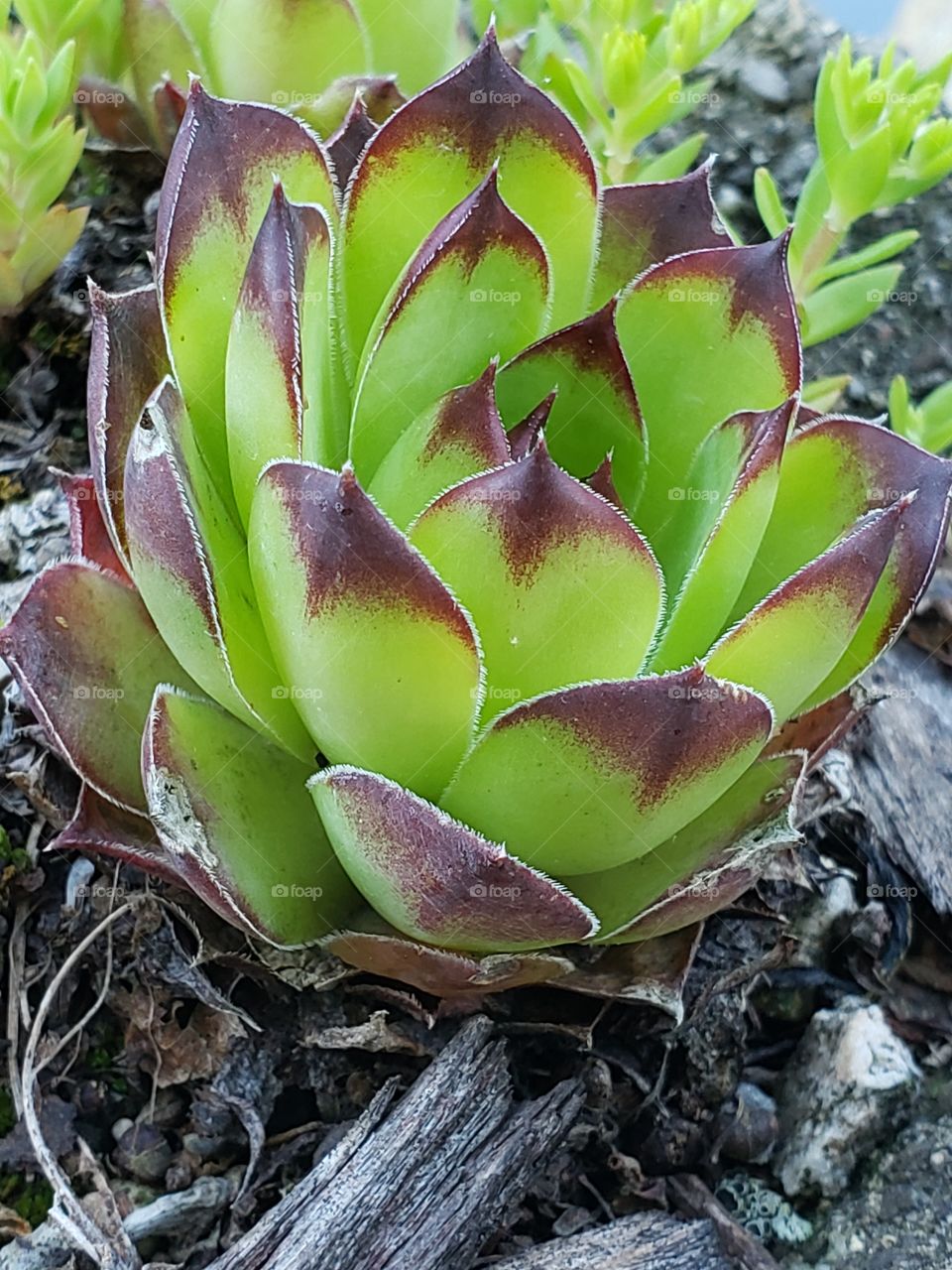 hens and chick succulent