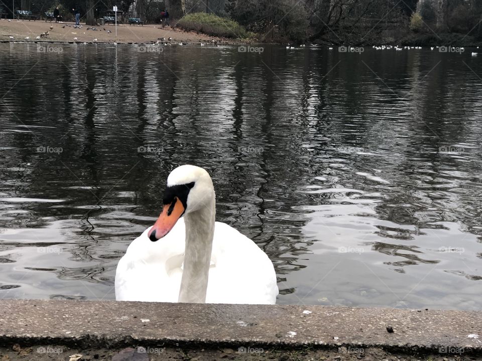 Swan