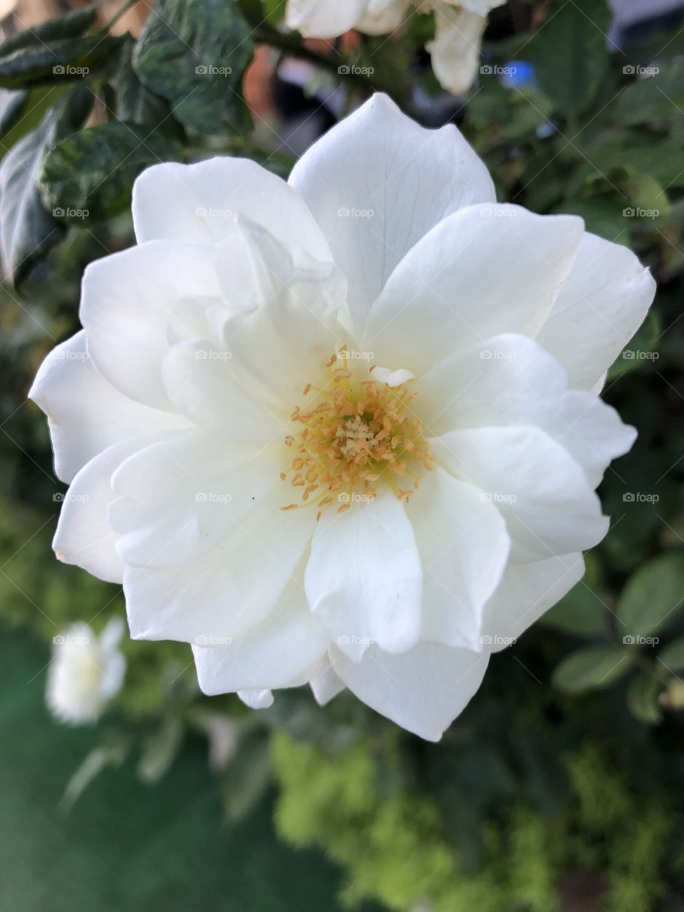 White flower