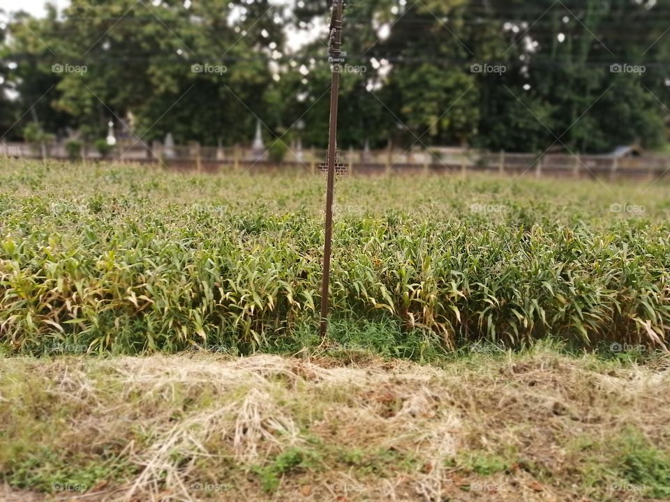 The​ glorious​ Mother​ Nature​: The corn plantation outside the temple can produce thousands of corn​ fruits. Let's​ celebrate​ during​ the harvesting​ time..!
