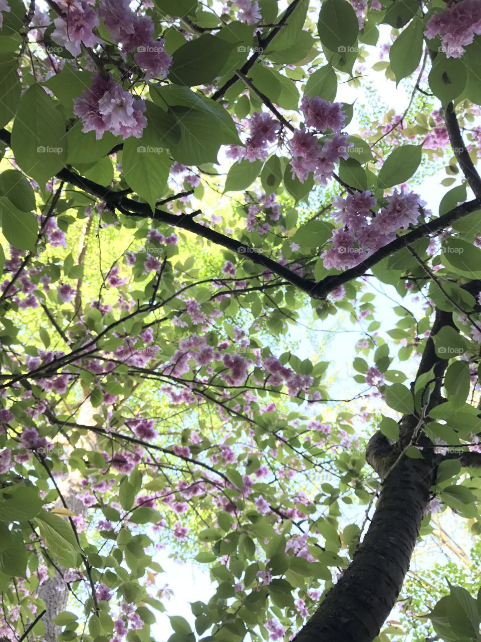 Pink little flowers  in the sky 