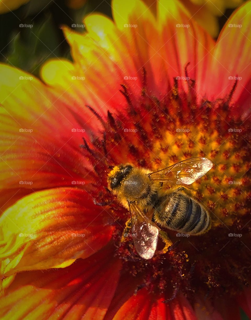 Bee on a yellow and red flower 2