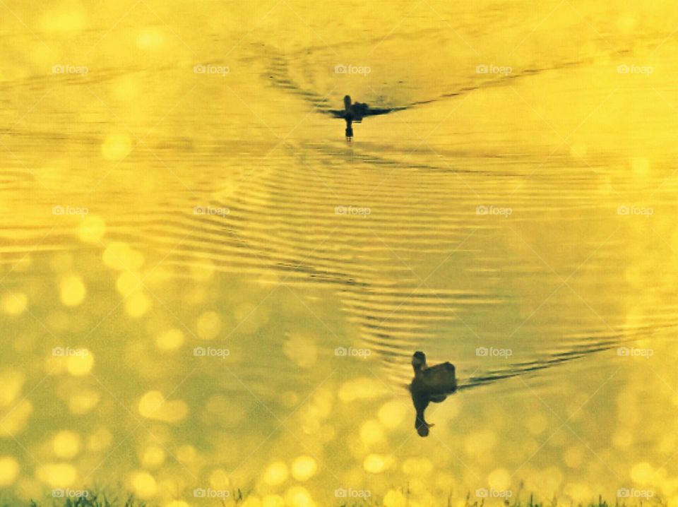 Reflection on Golden Lake