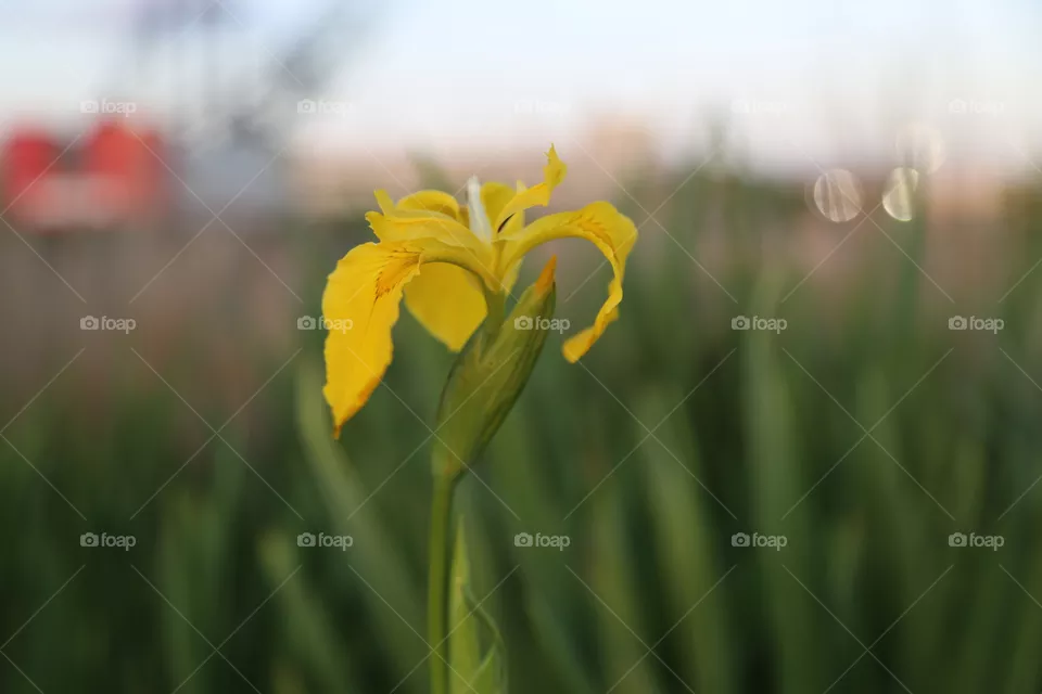 yf