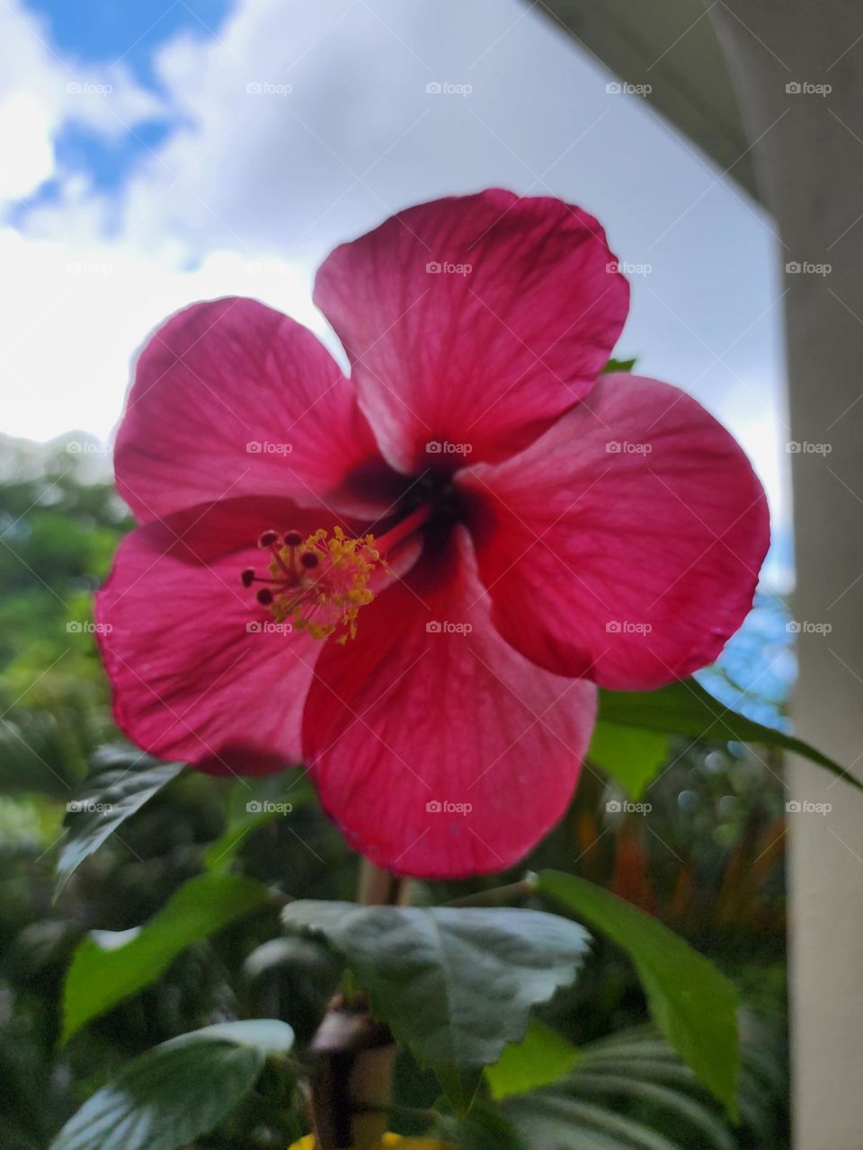 hibicus regular dark red