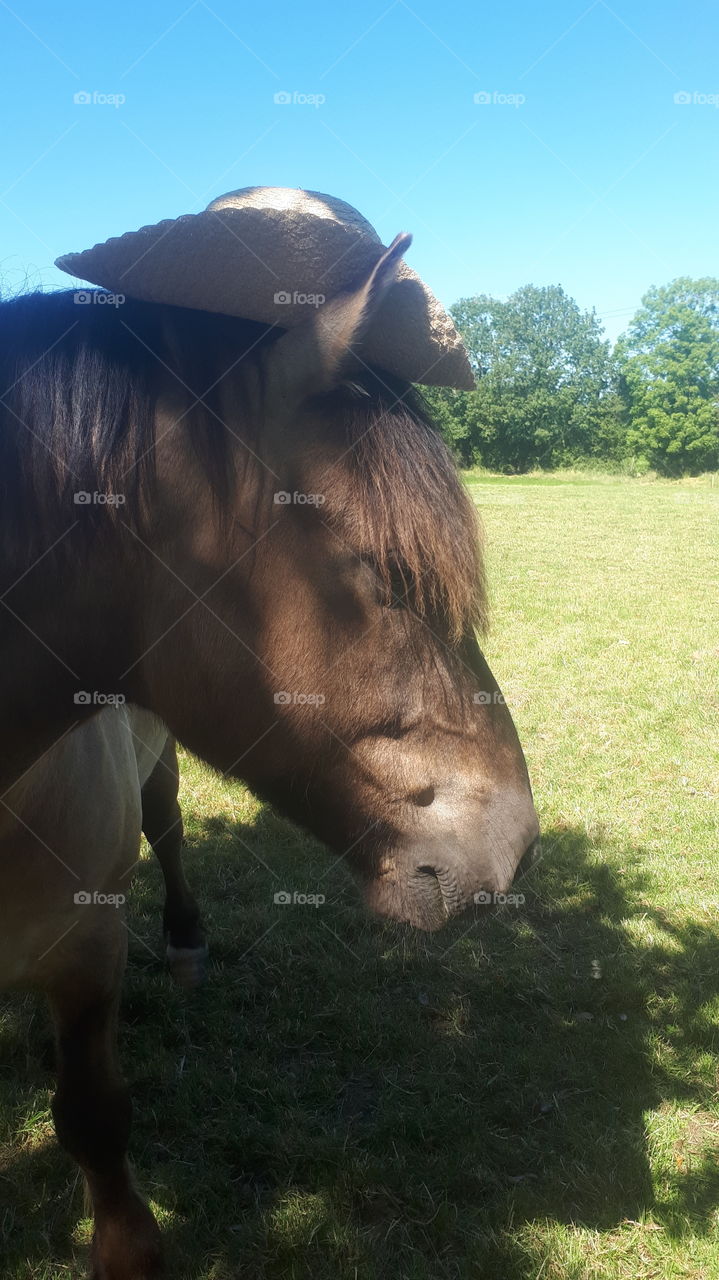 Horsey hat