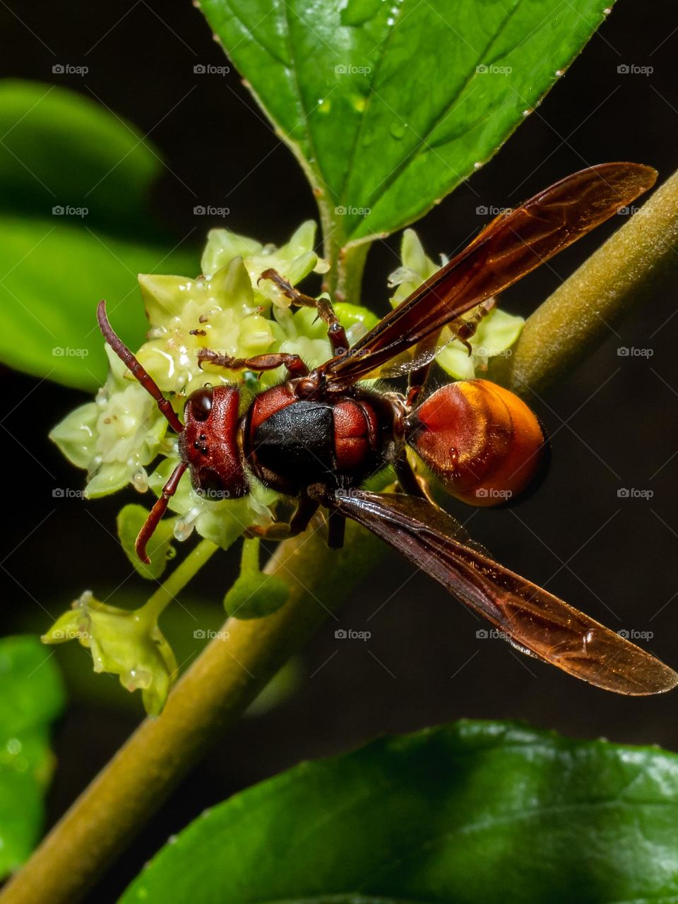 The lesser banded hornet