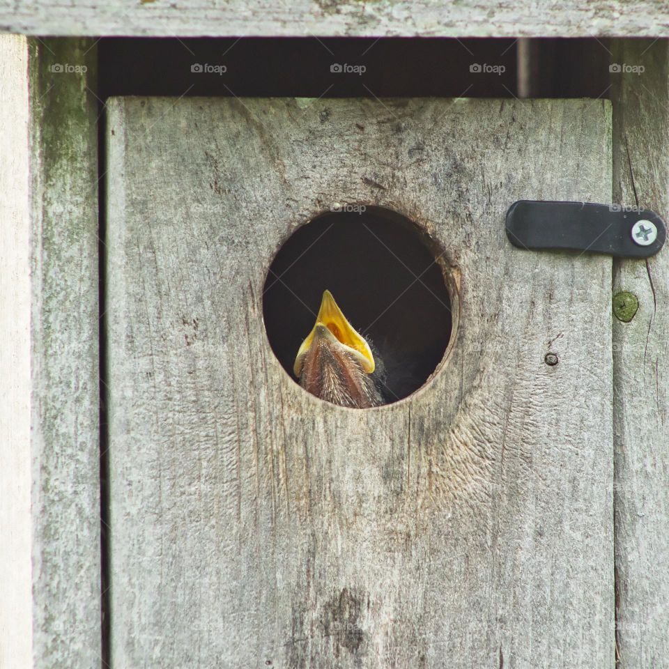 Hungry baby bird