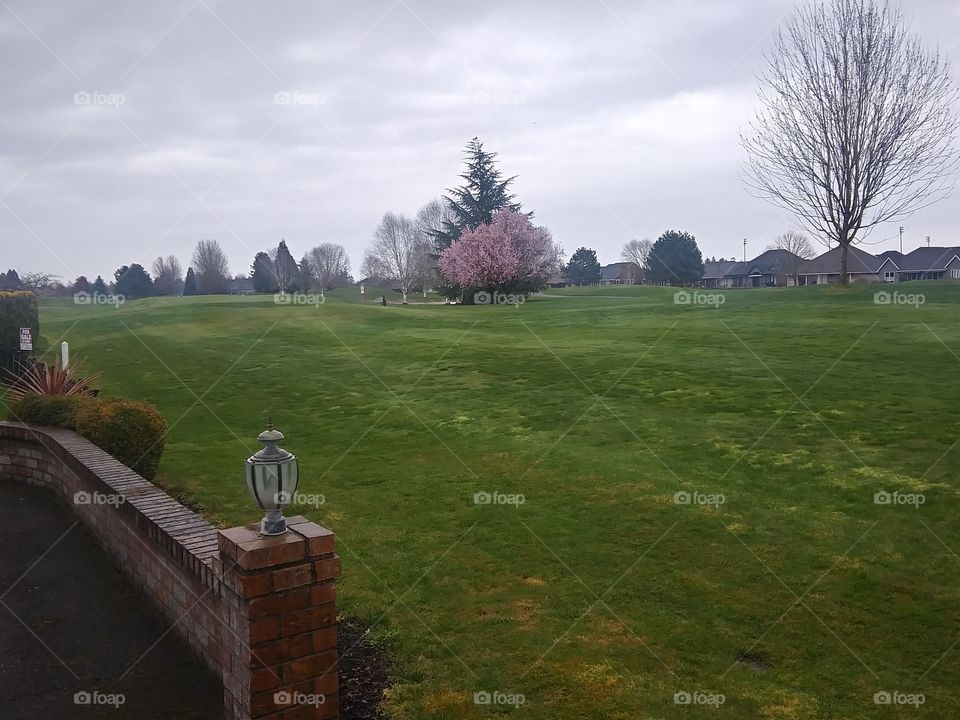 Cherry blossom golfing