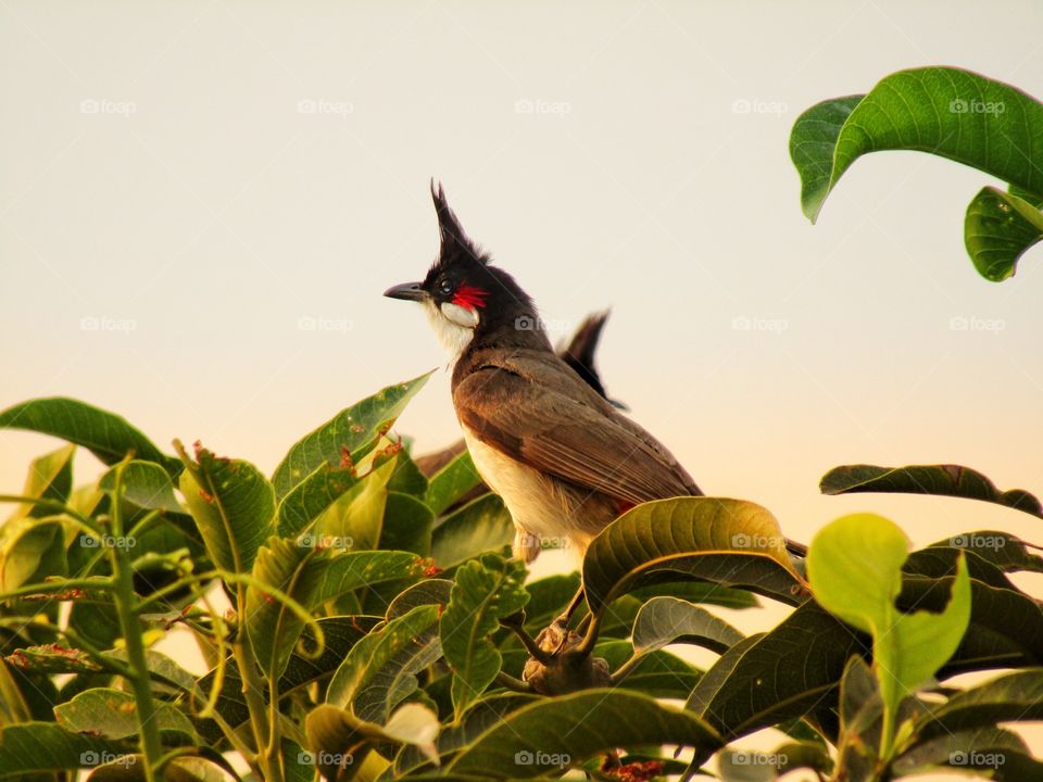 The red-whiskered bulbul  or Pycnonotus jocosus or bulbul bird or crested bulbul in India.