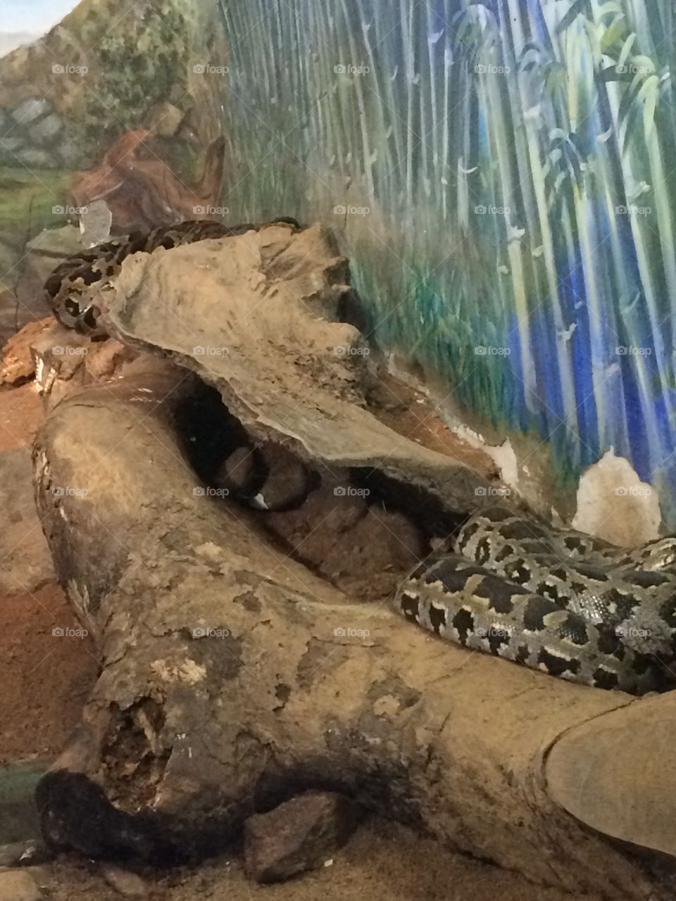 snake zoo