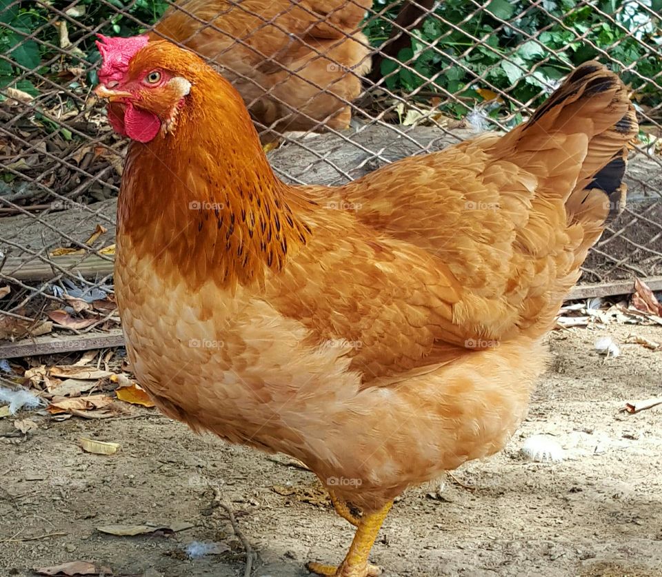 New Hampshire Red Chicken