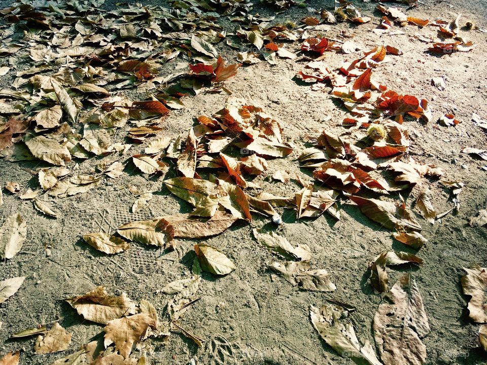 Autumn and dead nature 