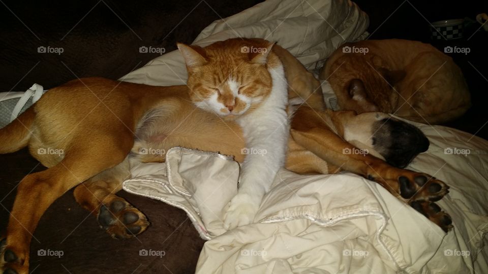 Cat Resting on dog