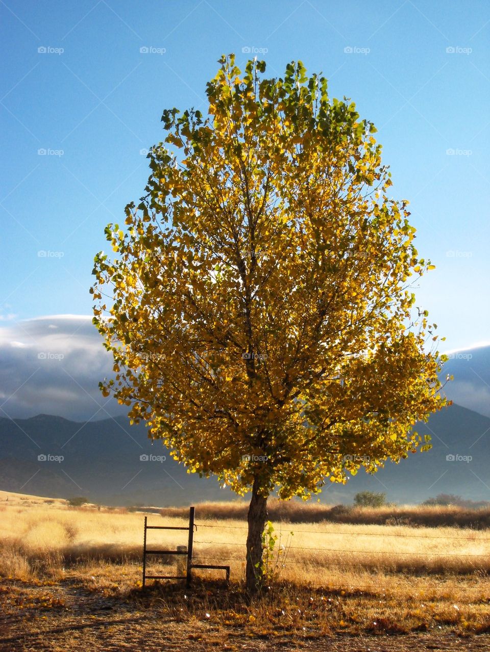 Autumn in southern Arizona 