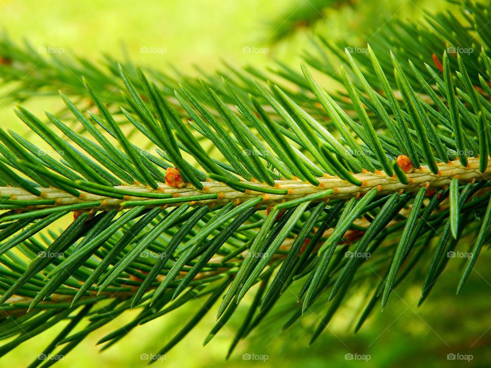 Close up pine needles 