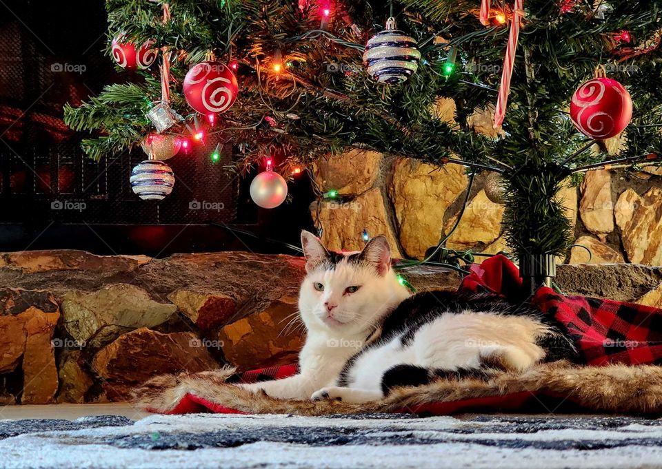 colorful image of a white and gray cat sitting under a Christmas tree with colorful ornaments and a stone wall fireplace in the back