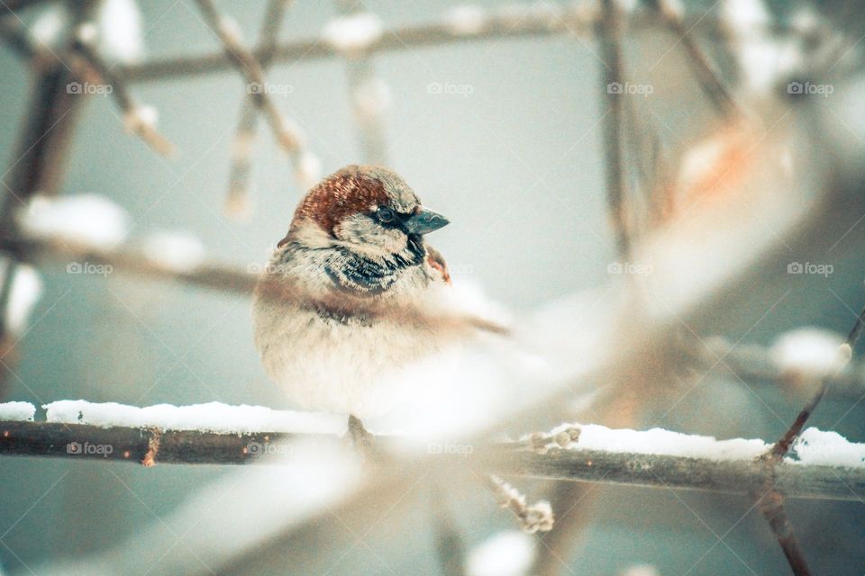 Incredibly beautiful bird