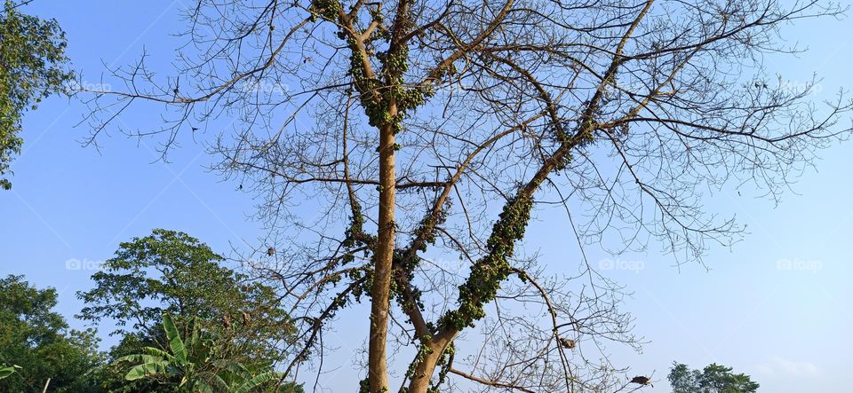branches with fruits