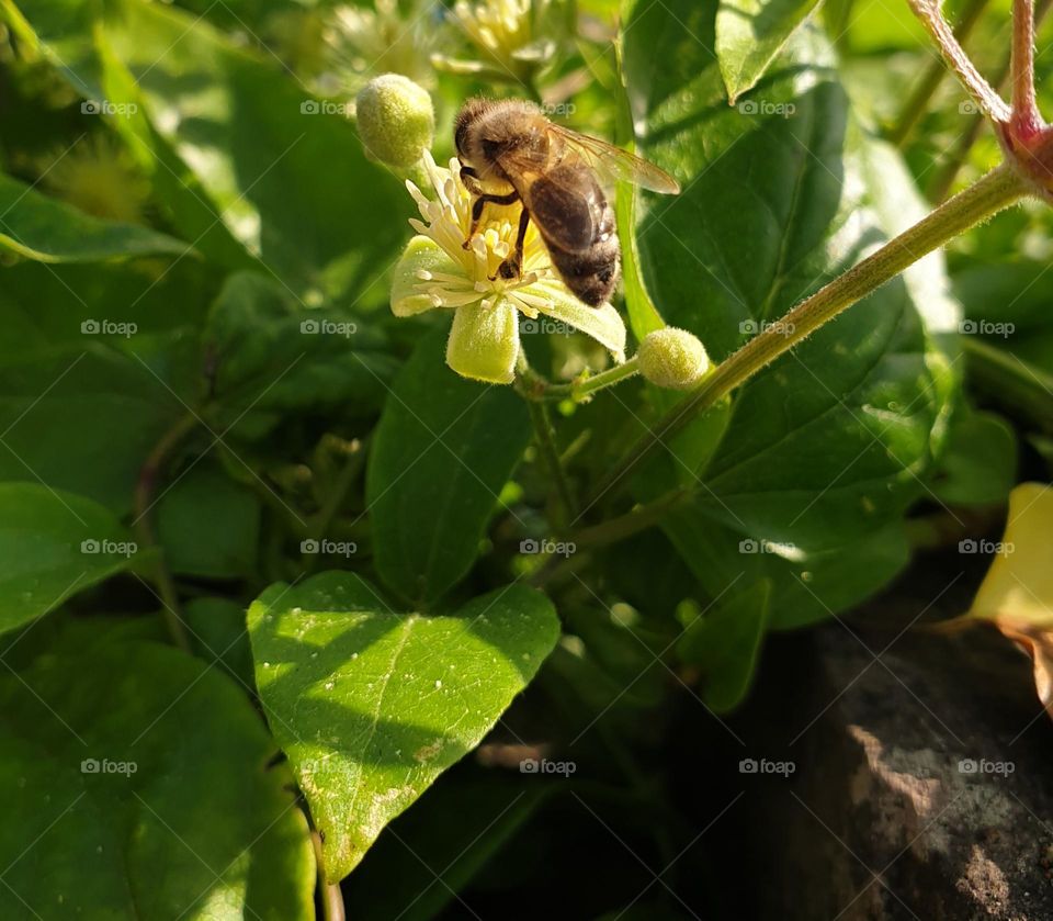 pollination makes a nation