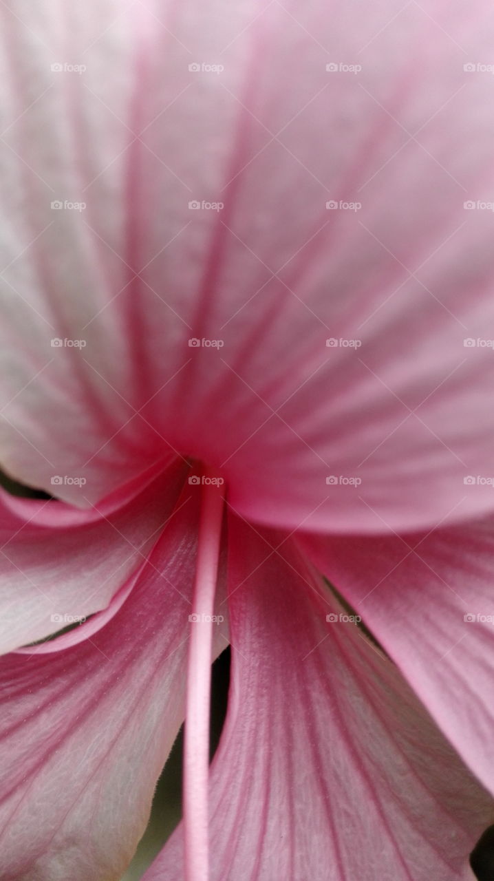 Pink Hibiscus