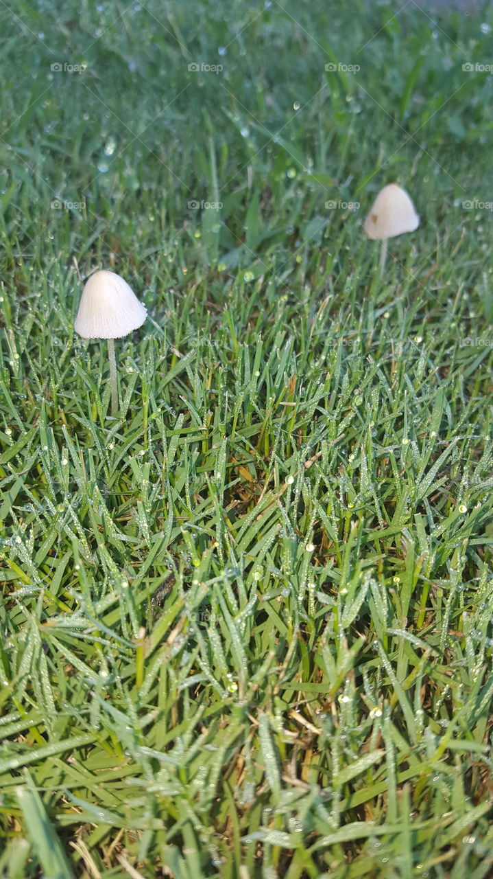mushrooms in dew