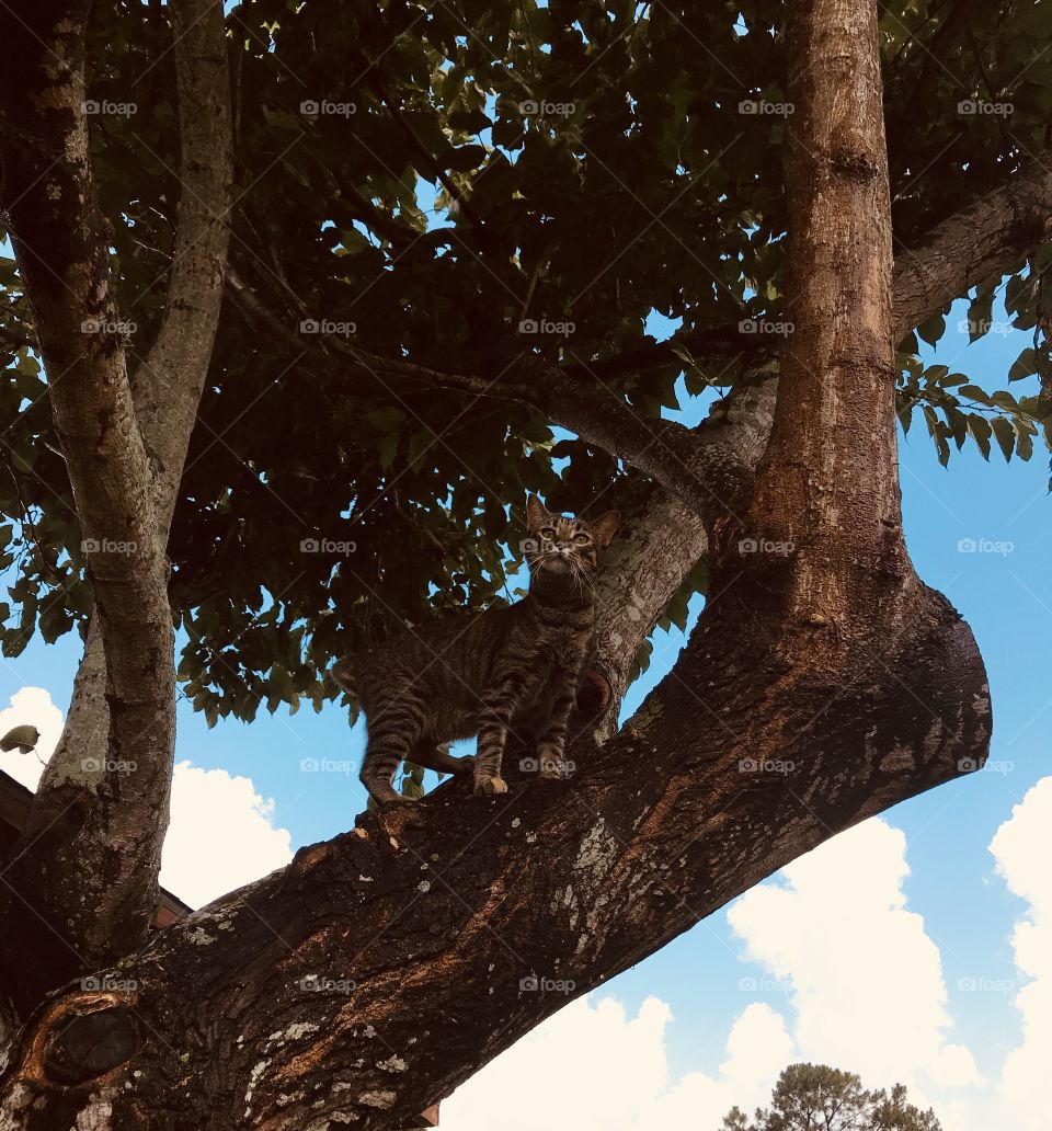 Cat in tree 