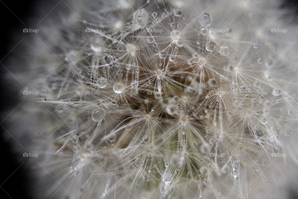 dried dandelions, macro of dandelion seeds and water drops 