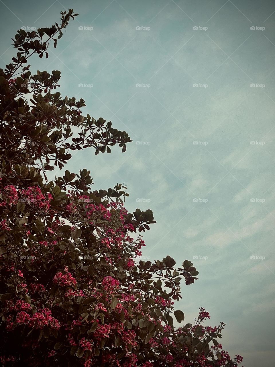 Blossoms during autumn