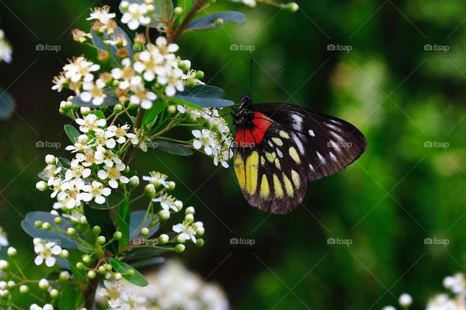 Beautiful and cute butterfly