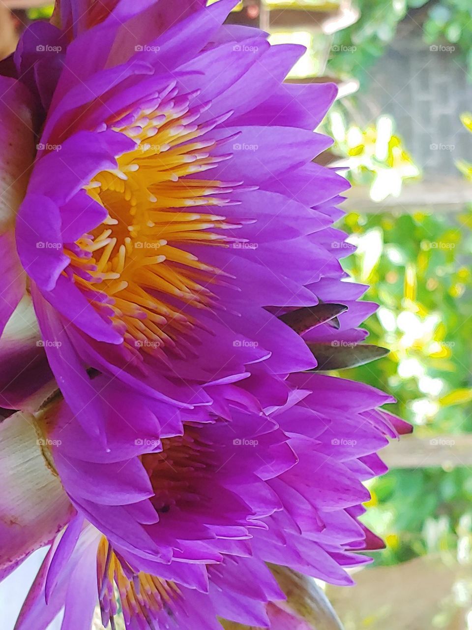 lotus flowers captured