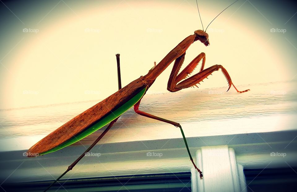 Praying Mantis climbing a building