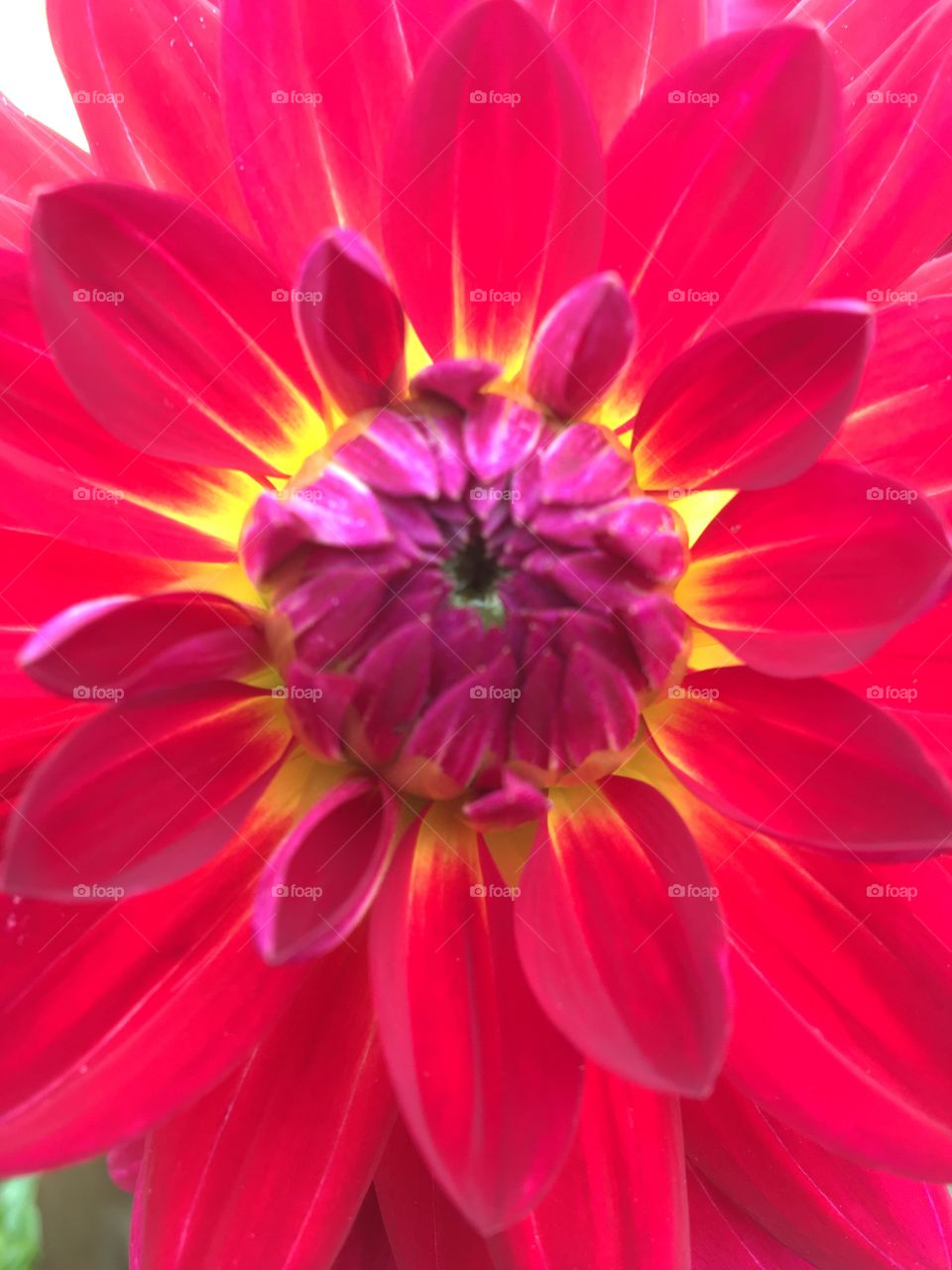 Dahlia 