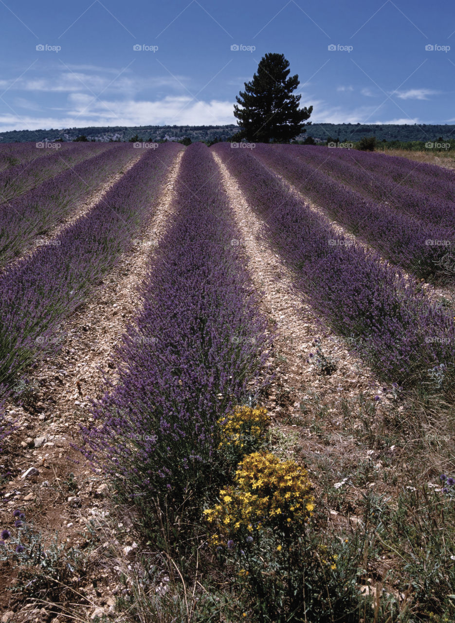 Lavender. Provence