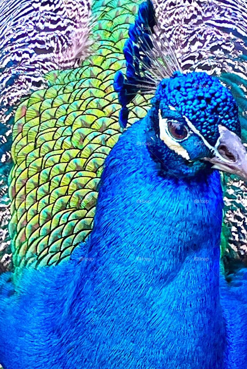 Close up picture of a male peacock showing the vibrant indigo blue and green feathers and intricate patterns in the feathers.