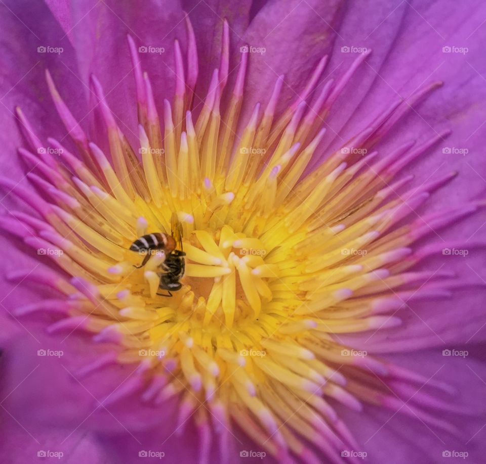 Bee on the beauty lotus