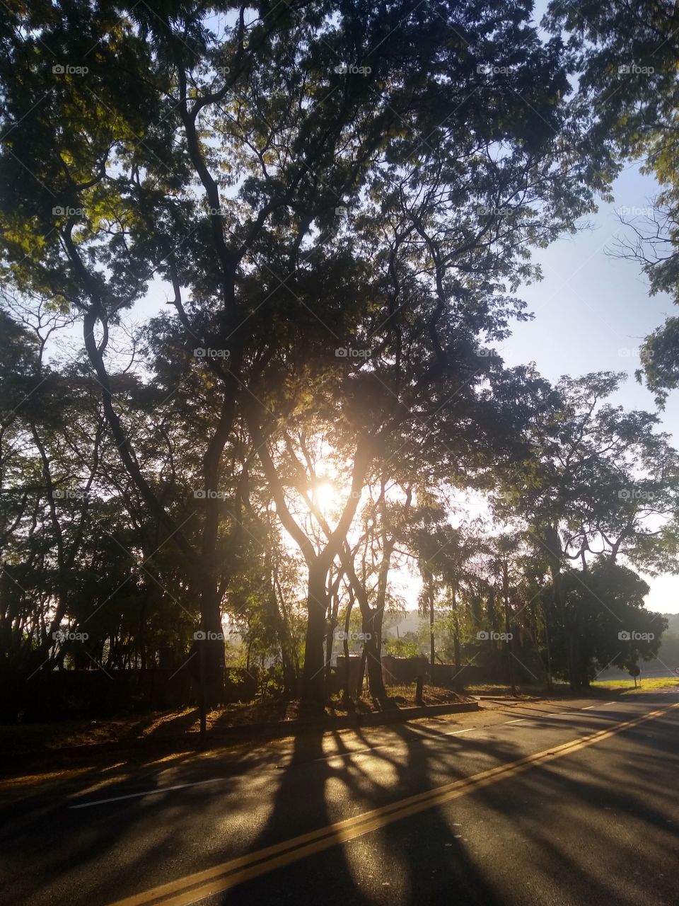 The sun comes up from behind the trees... O sol vem surgindo por detrás das árvores...