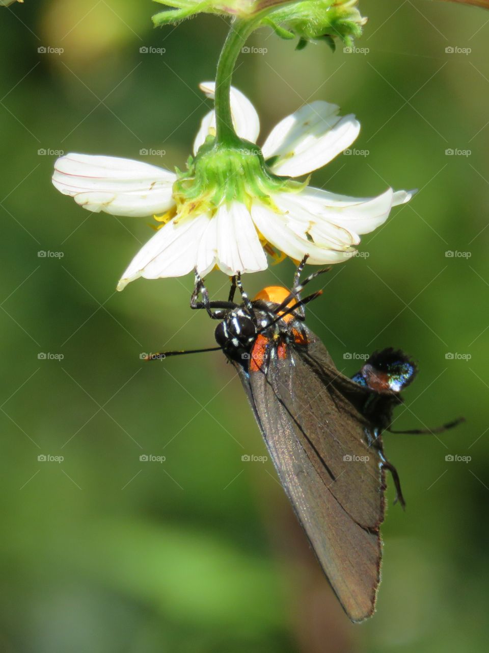 great purple hairstreak