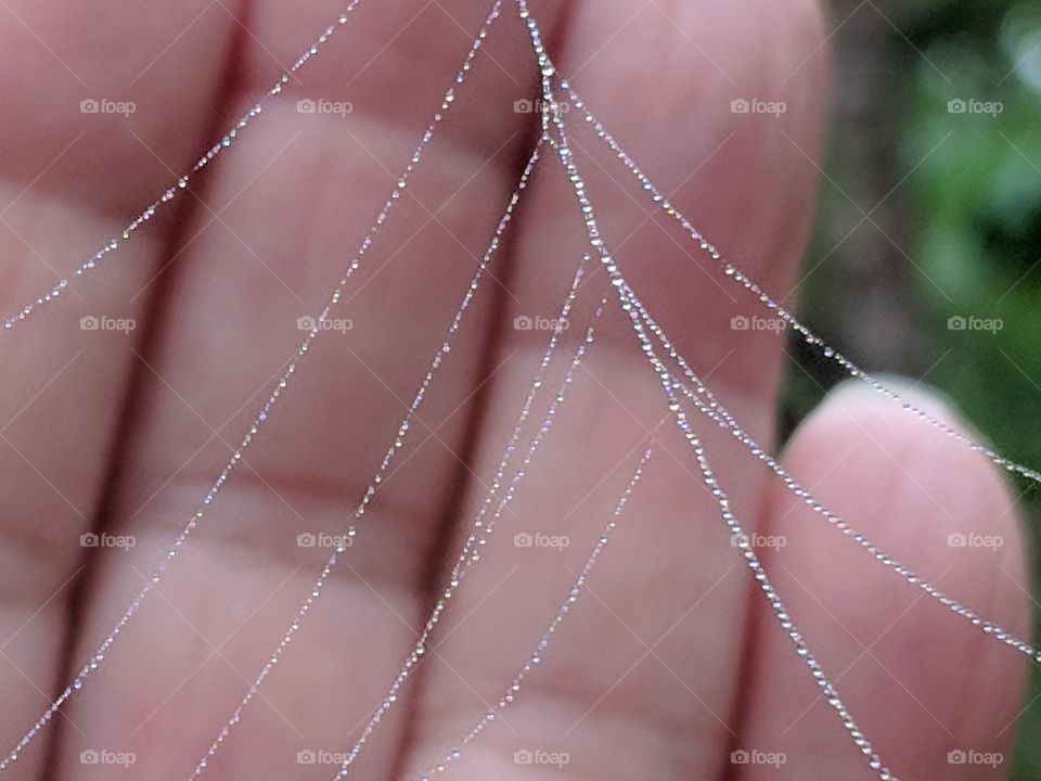 tiny spiderweb with dew
