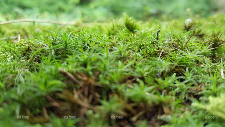 Mossy Grass Sprouts