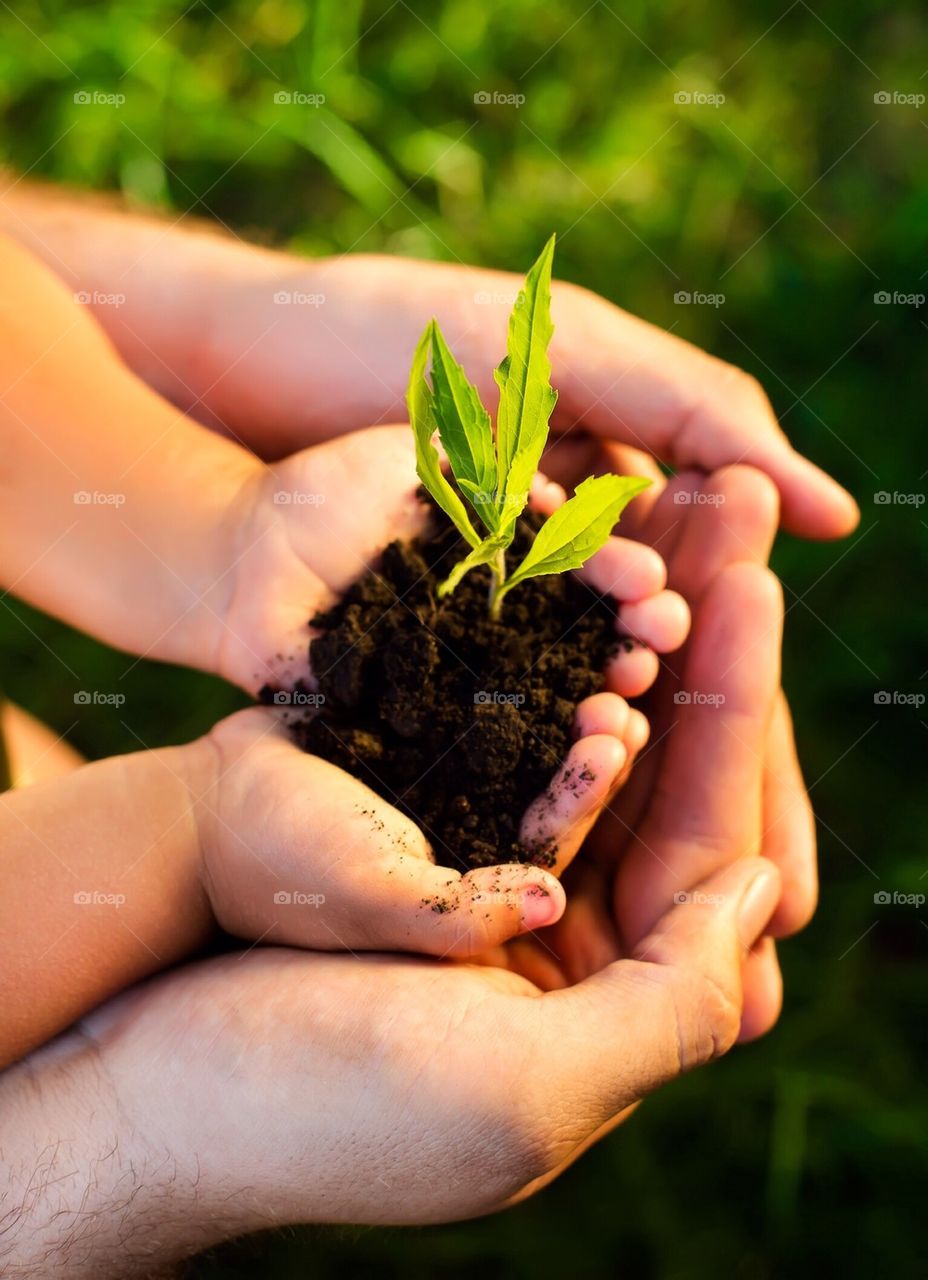 Close-up of baby and father planting seedling