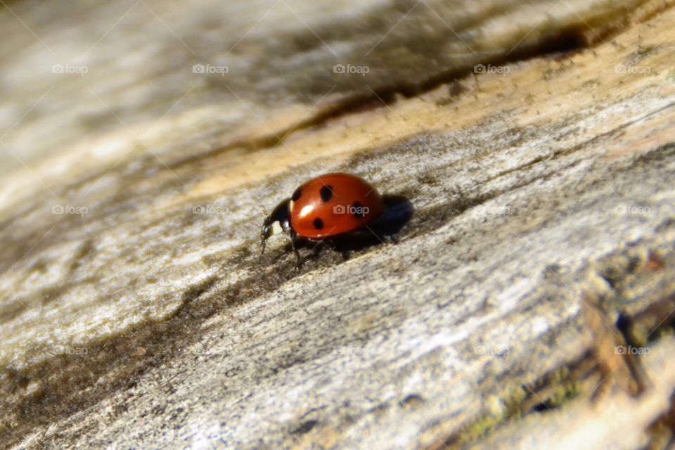 Ladybug