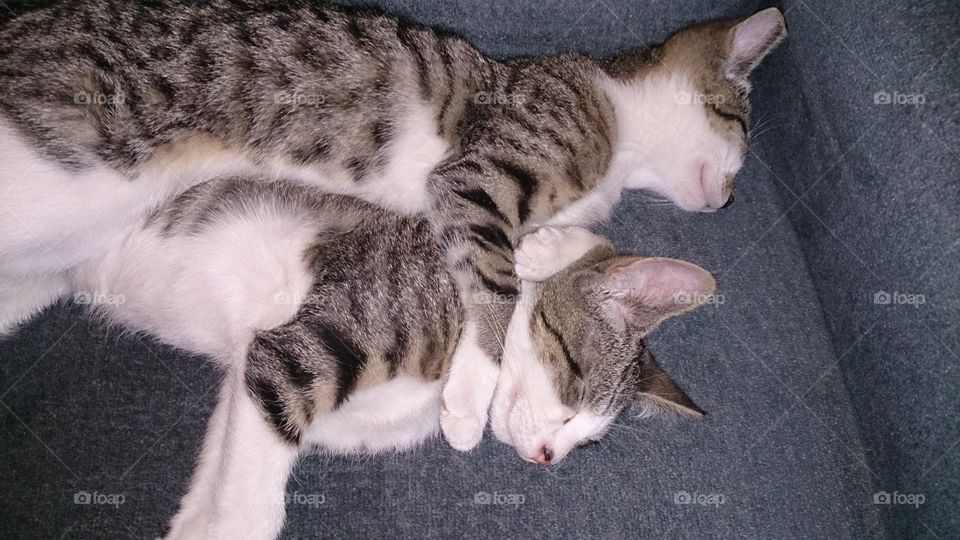 Kittens Napping