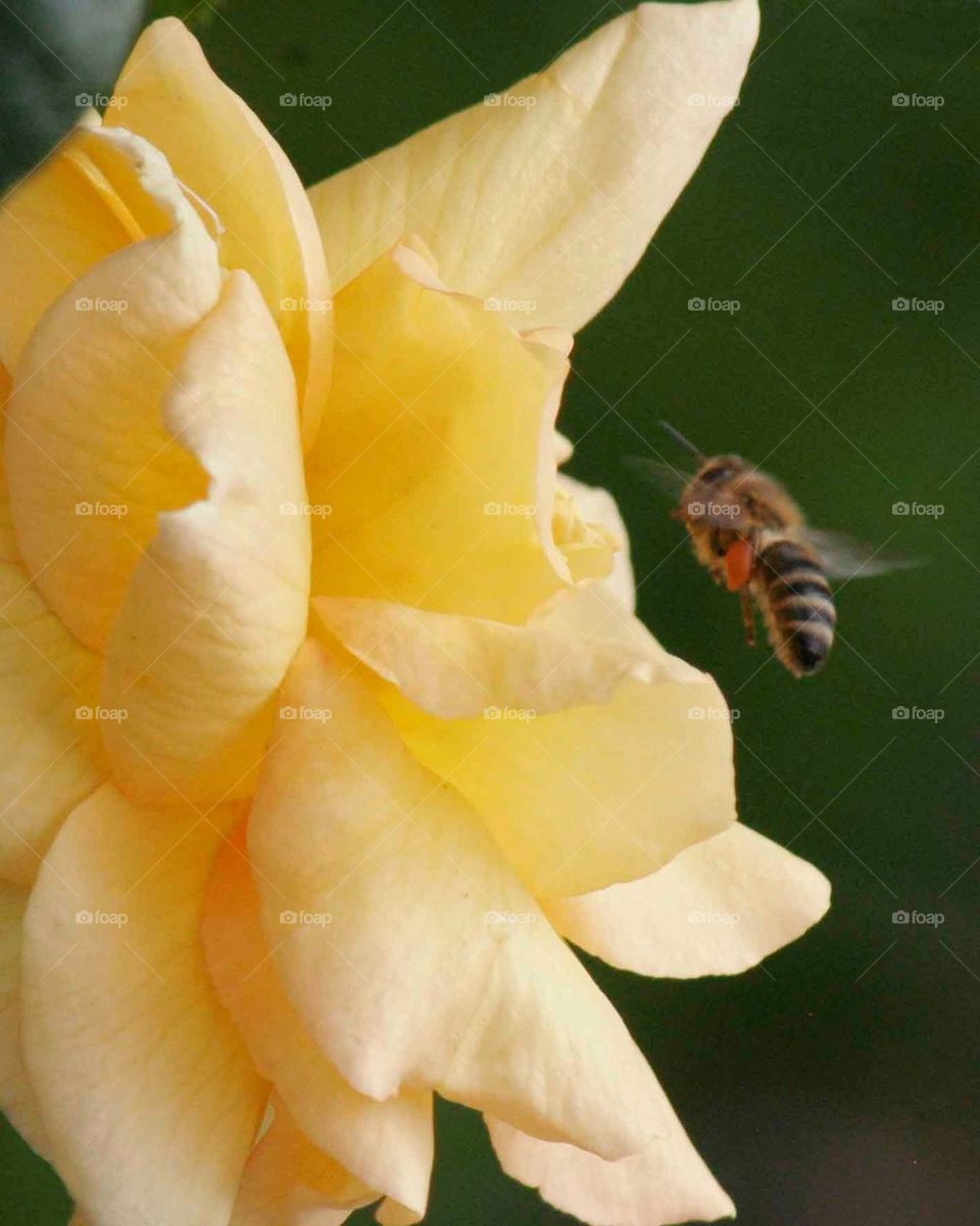 Bee and Rose