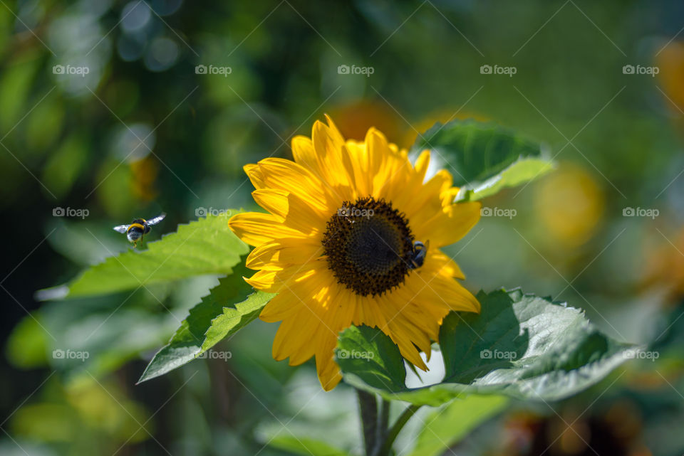 sunflowers bees and bumblebees