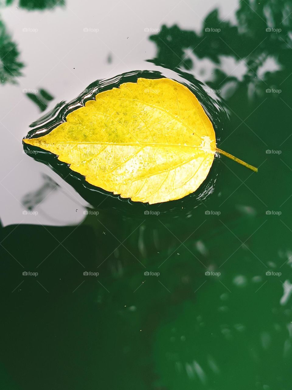yellowish leaf fallen in the water