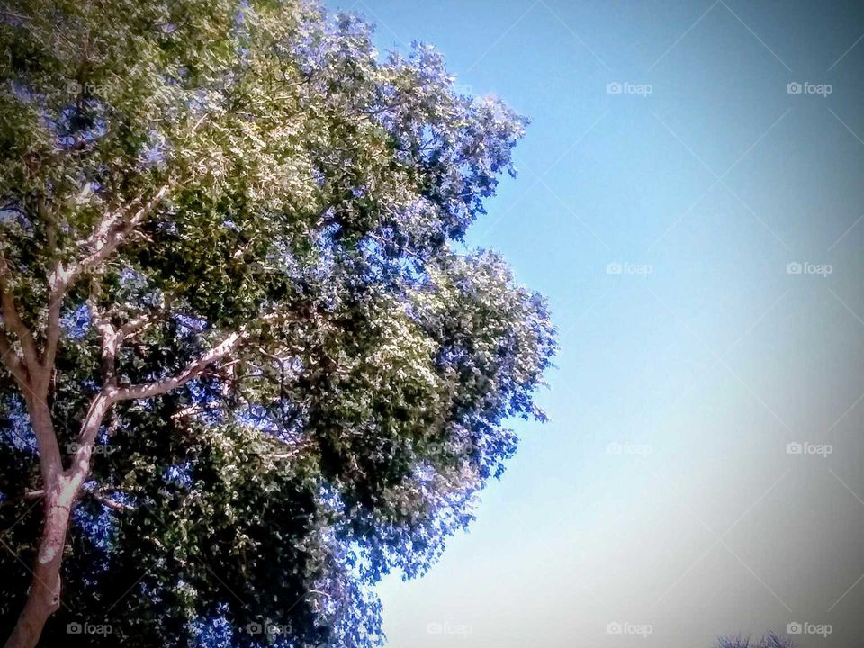 Tree Against Blue Sky