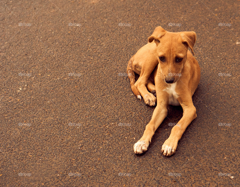 Animal photography - puppy - polygar - sitting calmly