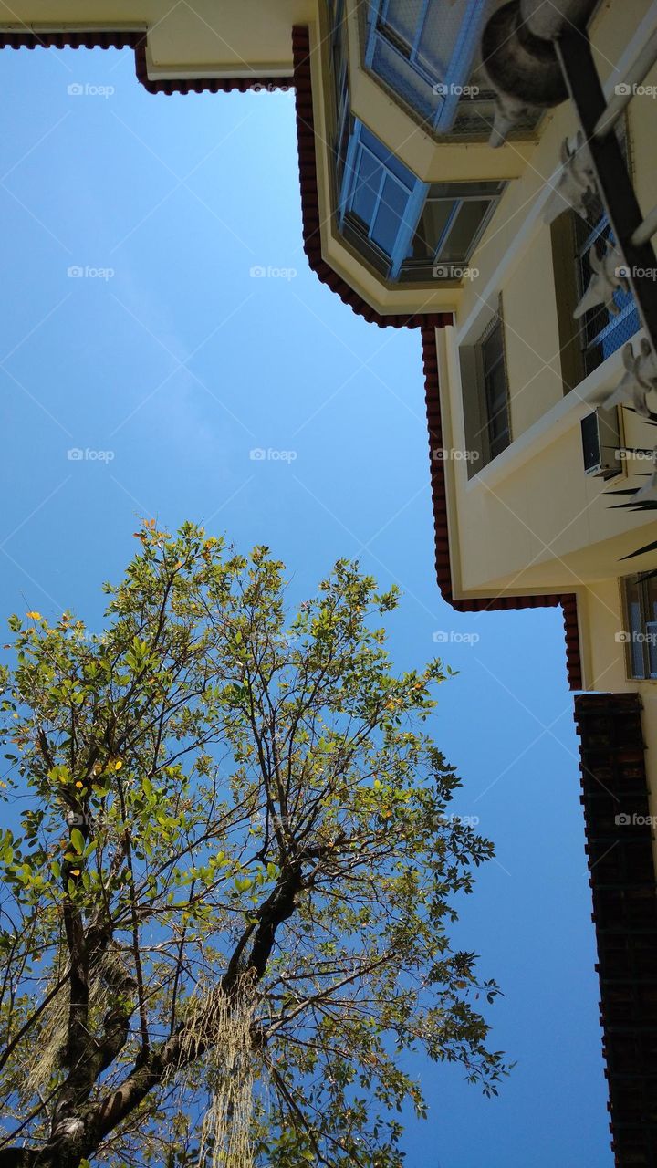 tree and blue sky